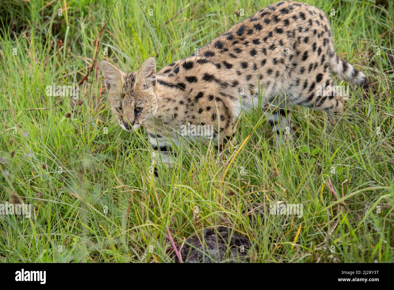 Magnifique Serval, Tanzanie Banque D'Images