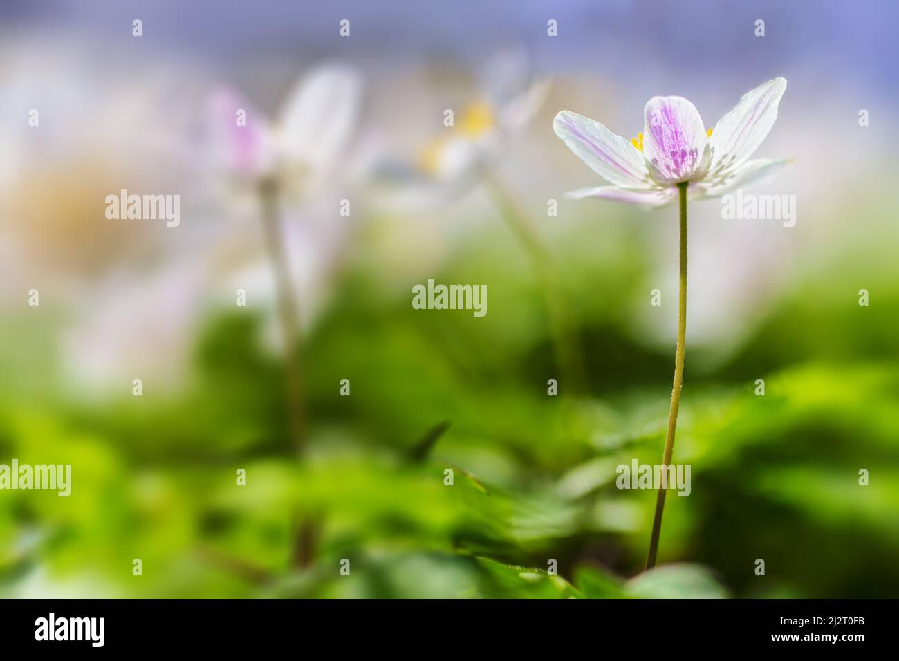 La première forêt printanière fleurs Anemone Nemorosa gros plan avec flou et arrière-plan, flou. Lumière chaude. Banque D'Images