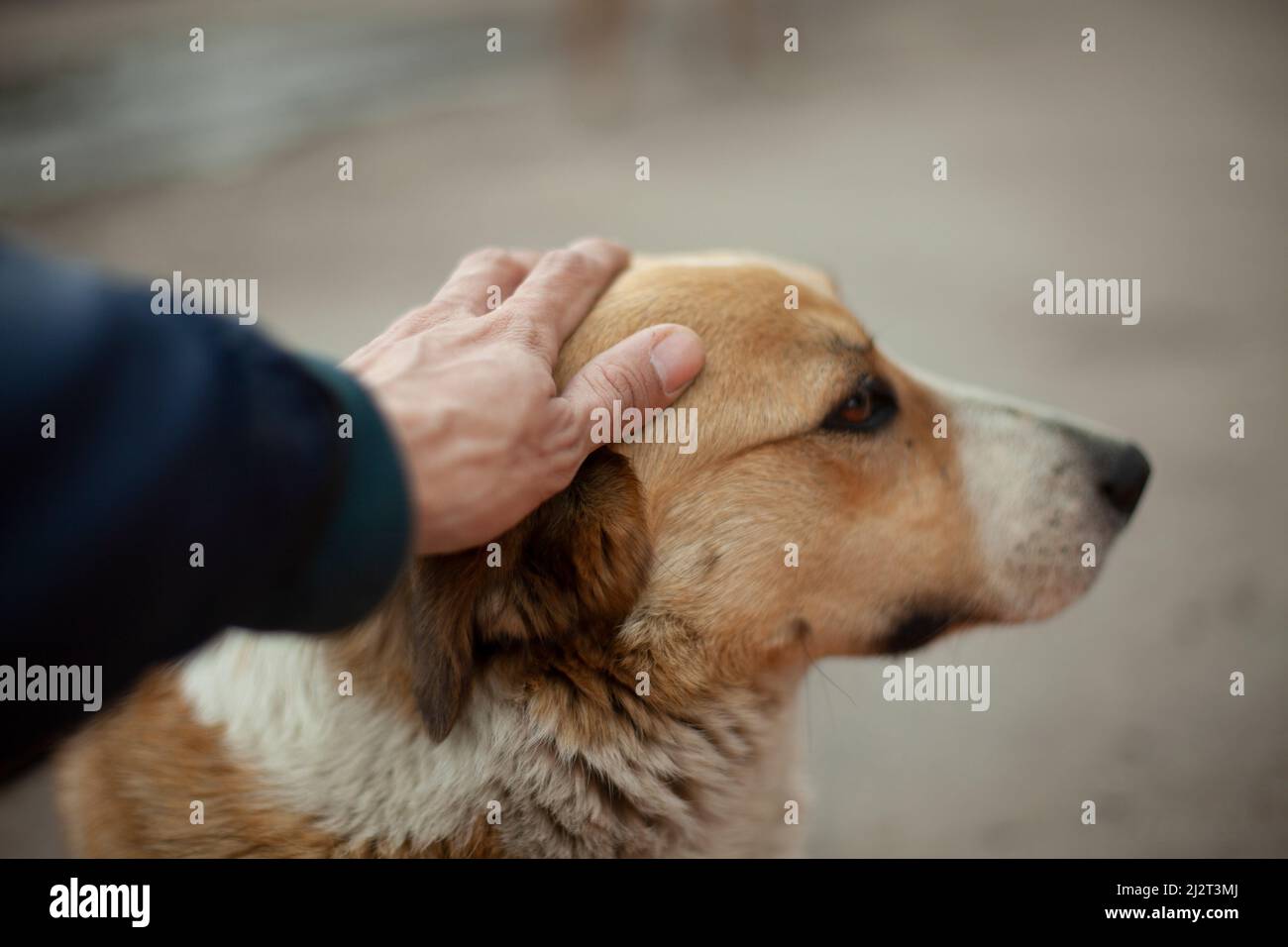 L'homme s'occupe de la tête du chien. Le gars caresse le visage d'un chien sans abri avec sa main. Portrait d'été des animaux dans la rue. Yeux rainurés d'un Banque D'Images