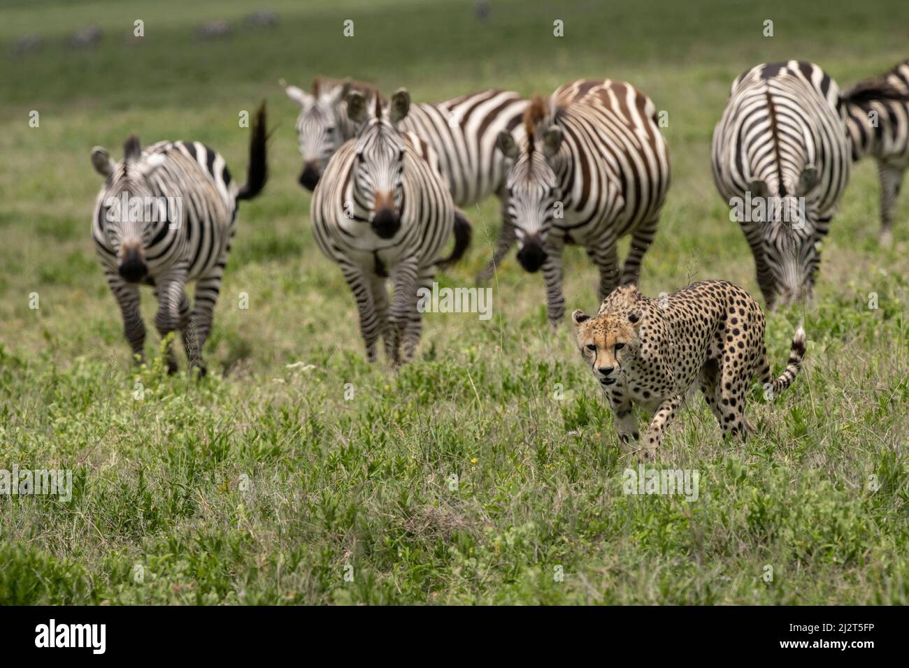 Zèbres regardant un guépard, Tanzanie Banque D'Images
