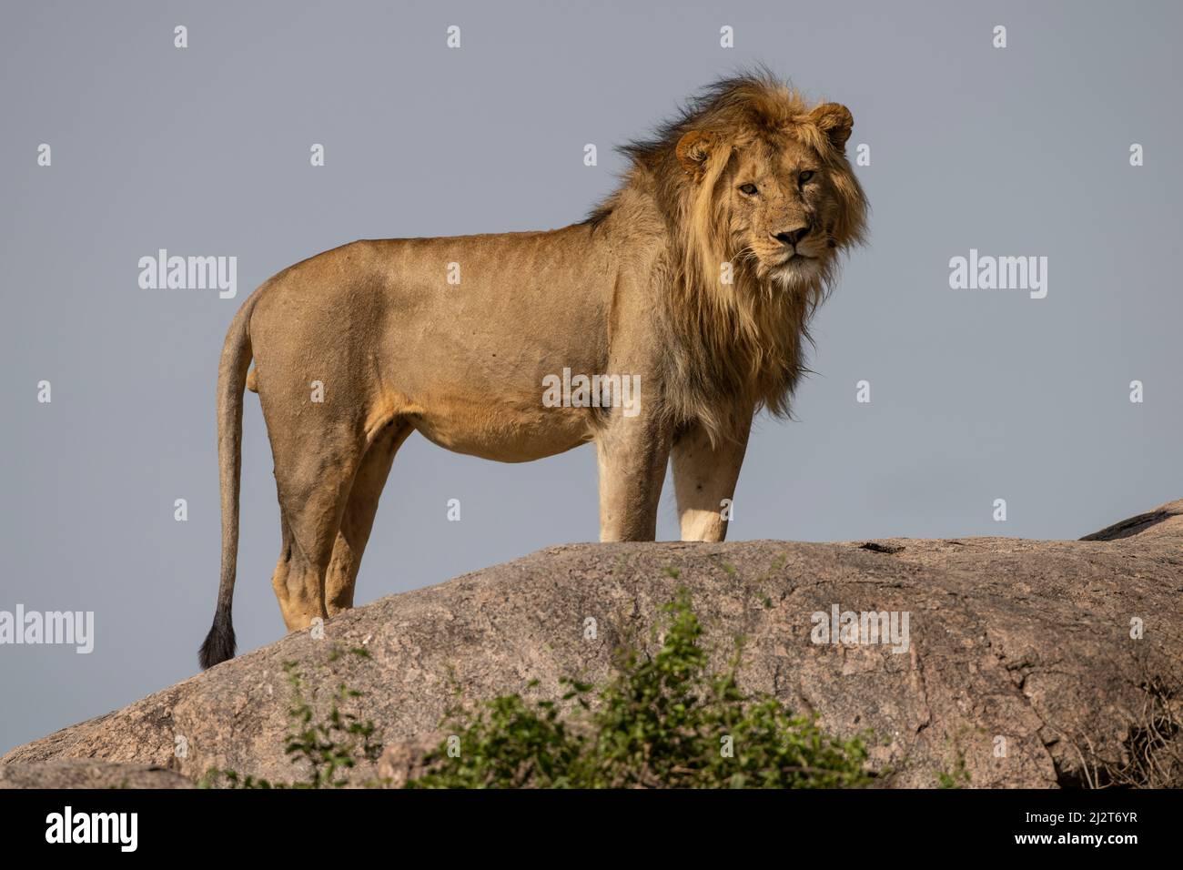 Lion africain, Tanzanie Banque D'Images