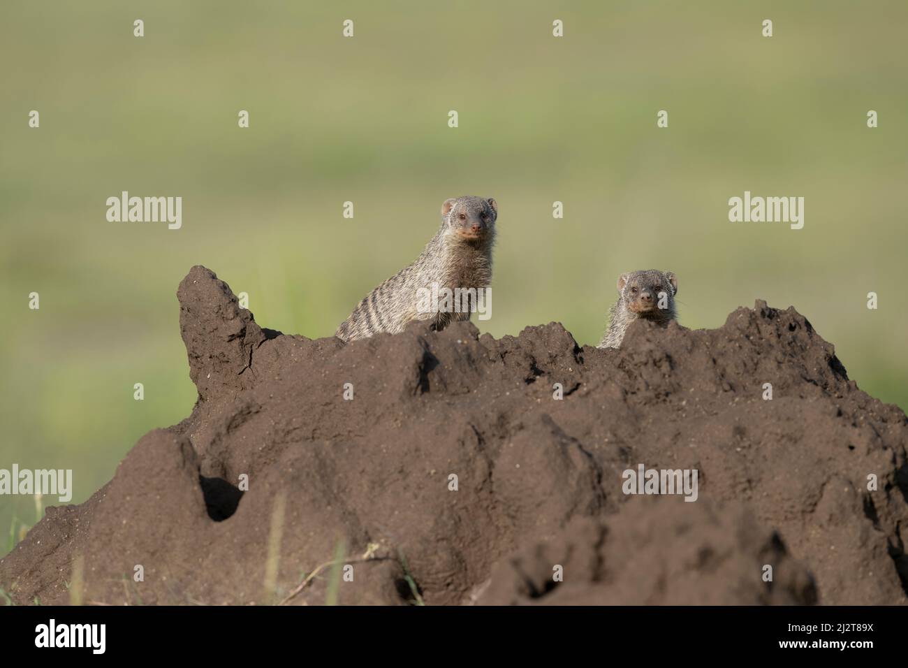 Mongoose baguée dans Termite Mound, Tanzanie Banque D'Images