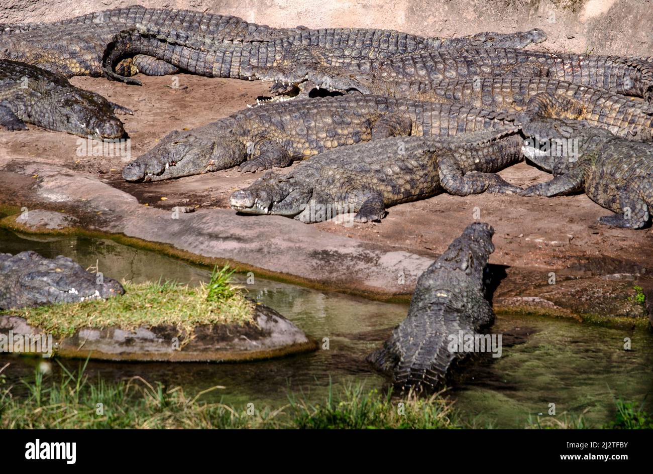 Les alligators de Floride se détendent dans des endroits ensoleillés dans un habitat de vie sauvage Banque D'Images