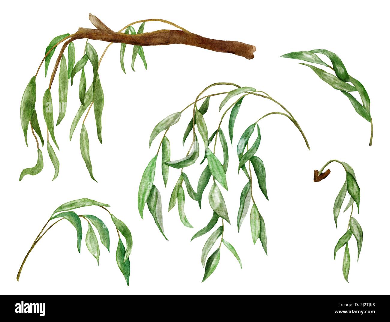 Aquarelle illustration à la main des branches de feuilles de saule. Feuillage vert au printemps de l'été, paysage de rivière de lac, éléments pour les imprimés de conception d'invitation de mariage, clipart de verdure luxuriante Banque D'Images