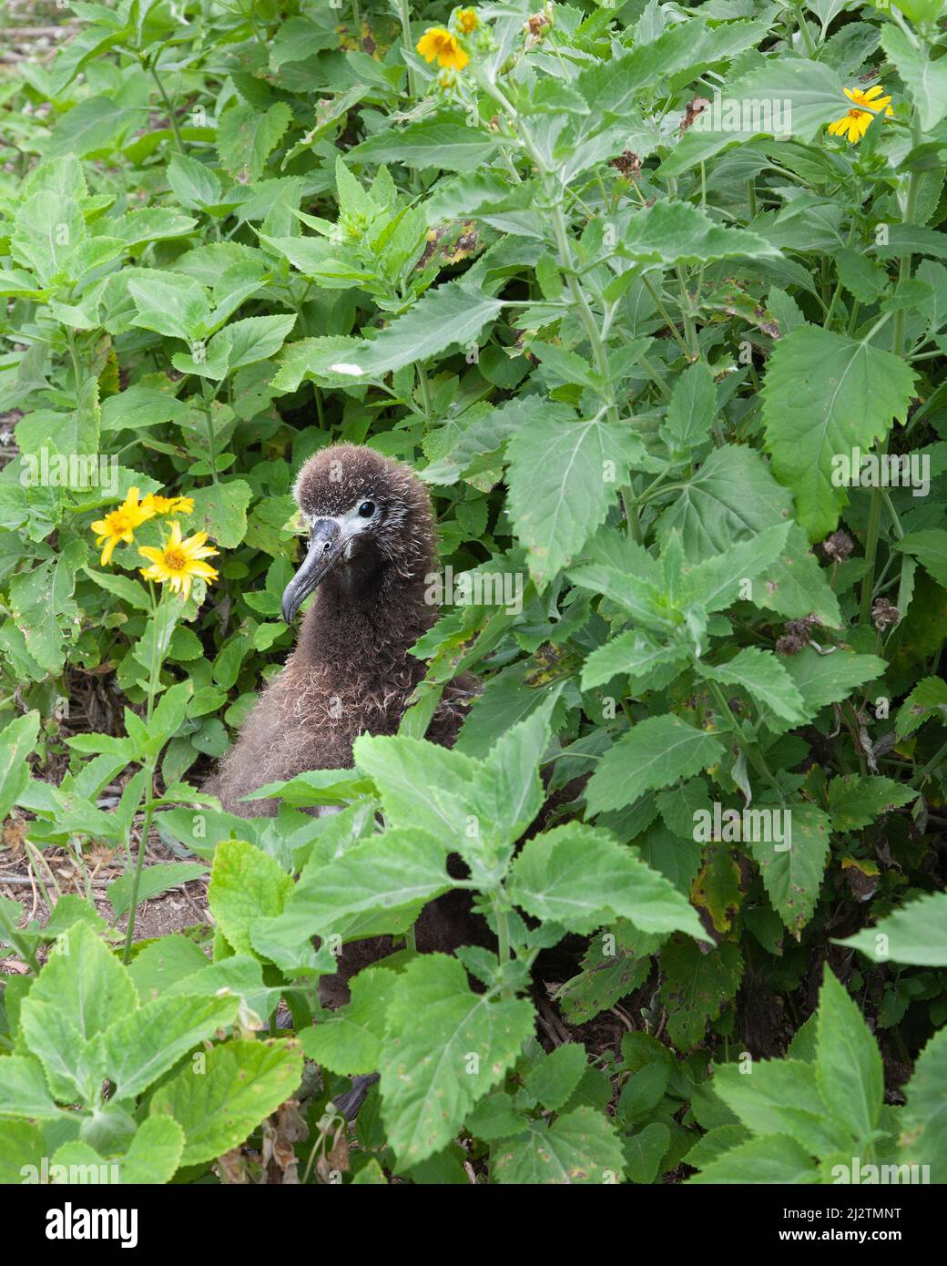 Golden Crownbear espèce végétale envahissante entourant la poussette Laysan Albatross et la culture excessive de son nid. Verbesina encelioides Phoebastria immutabilis Banque D'Images