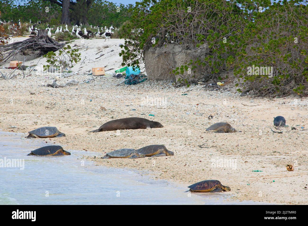 Tortues vertes hawaïennes et un phoque moine se prélassant sur une plage de l'océan Pacifique nord avec des débris marins en plastique. Banque D'Images