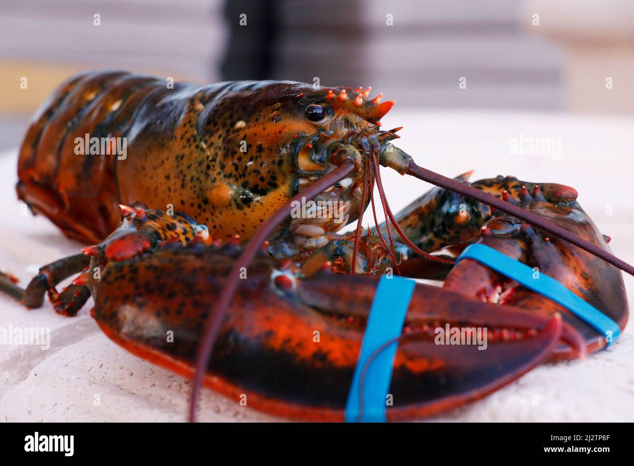 homard du maine canadien vivant en gros plan, spécialité de fruits de mer Banque D'Images