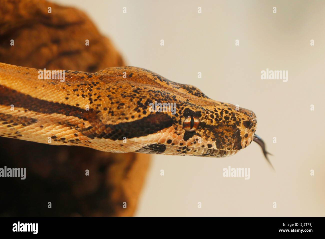 tête de serpent boa ou python en gros plan Banque D'Images
