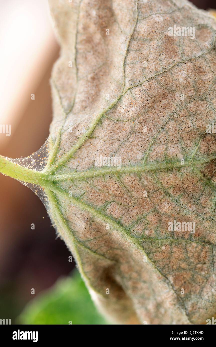 Toile d'araignée visible, oeufs, excréments et acariens d'araignée sur les feuilles de concombre jaune infectées, photo sélective. Gros plan macro photo des insectes Banque D'Images