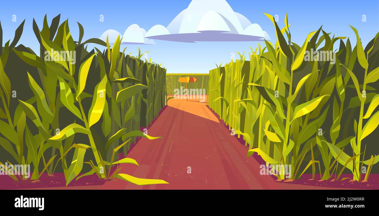 Route sur champ de maïs avec fourche et panneau de direction en bois. Concept de choix et de prise de décision. Paysage de dessin animé vectoriel avec de grandes tiges de maïs et Illustration de Vecteur