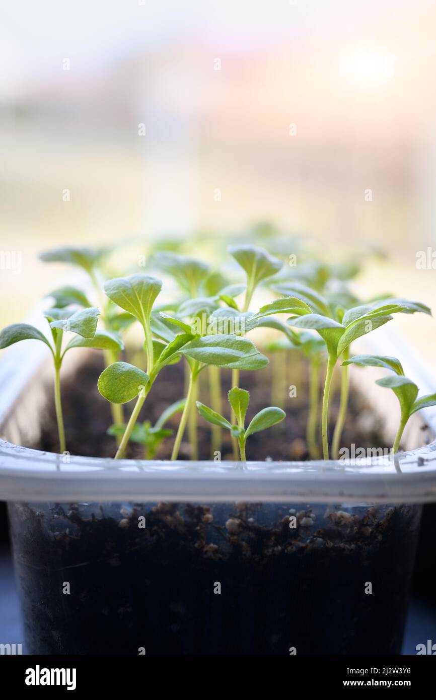 Jeunes semis d'Aster poussant dans un plateau de propagation. Arrière-plan de jardinage printanier. Banque D'Images