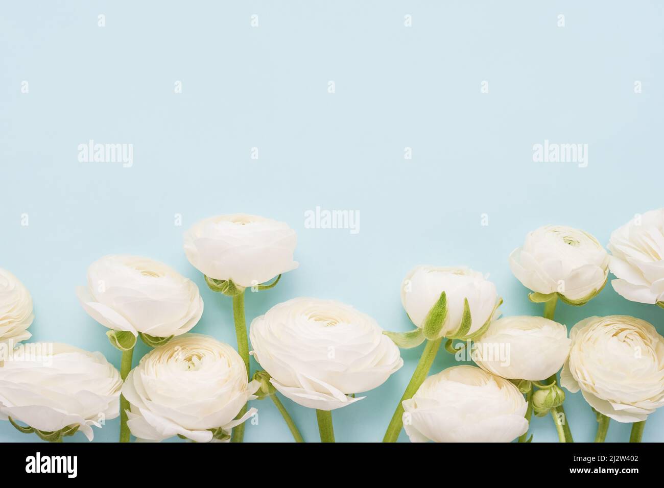 Le ranunculus blanc fleurit sur un fond bleu clair. Fête des mères, jour de la Saint-Valentin, concept d'anniversaire Banque D'Images