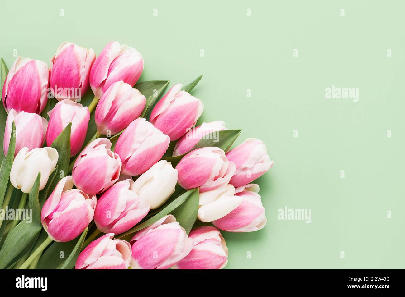 Bouquet de tulipes roses sur fond vert clair. Fête des mères, jour de la Saint-Valentin, concept d'anniversaire Banque D'Images