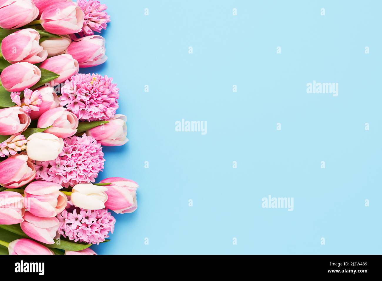 Bouquet de tulipes roses et jacinthe sur fond bleu. Fête des mères, jour de la Saint-Valentin, concept d'anniversaire Banque D'Images