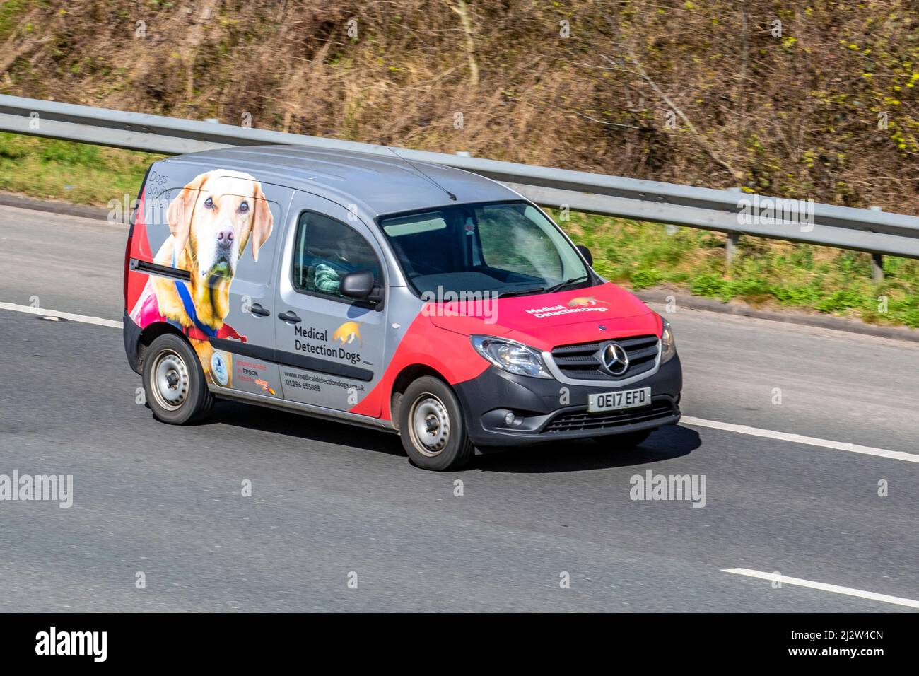 Chiens de détection médicale Mercedes Benz C300H AMG Line Premium Van ; conduite sur l'autoroute M61, Royaume-Uni Banque D'Images