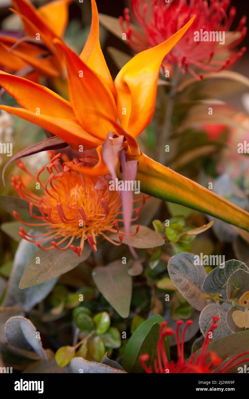 Fleurs et Strelitzia de Protea Pinstrip Banque D'Images