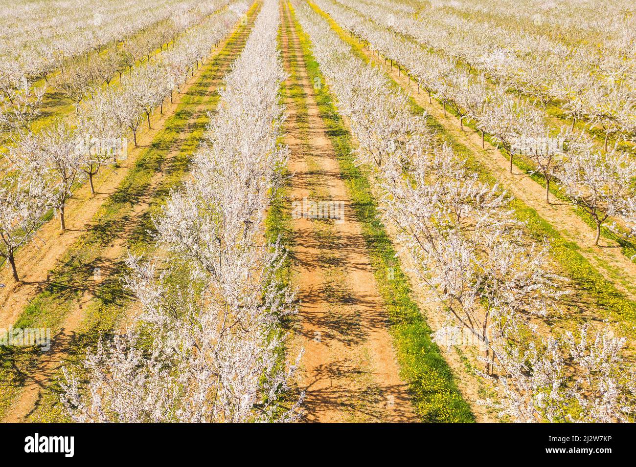 Une longue allée d'amandiers fleurira sur une plantation d'amandes, vue de drone Banque D'Images