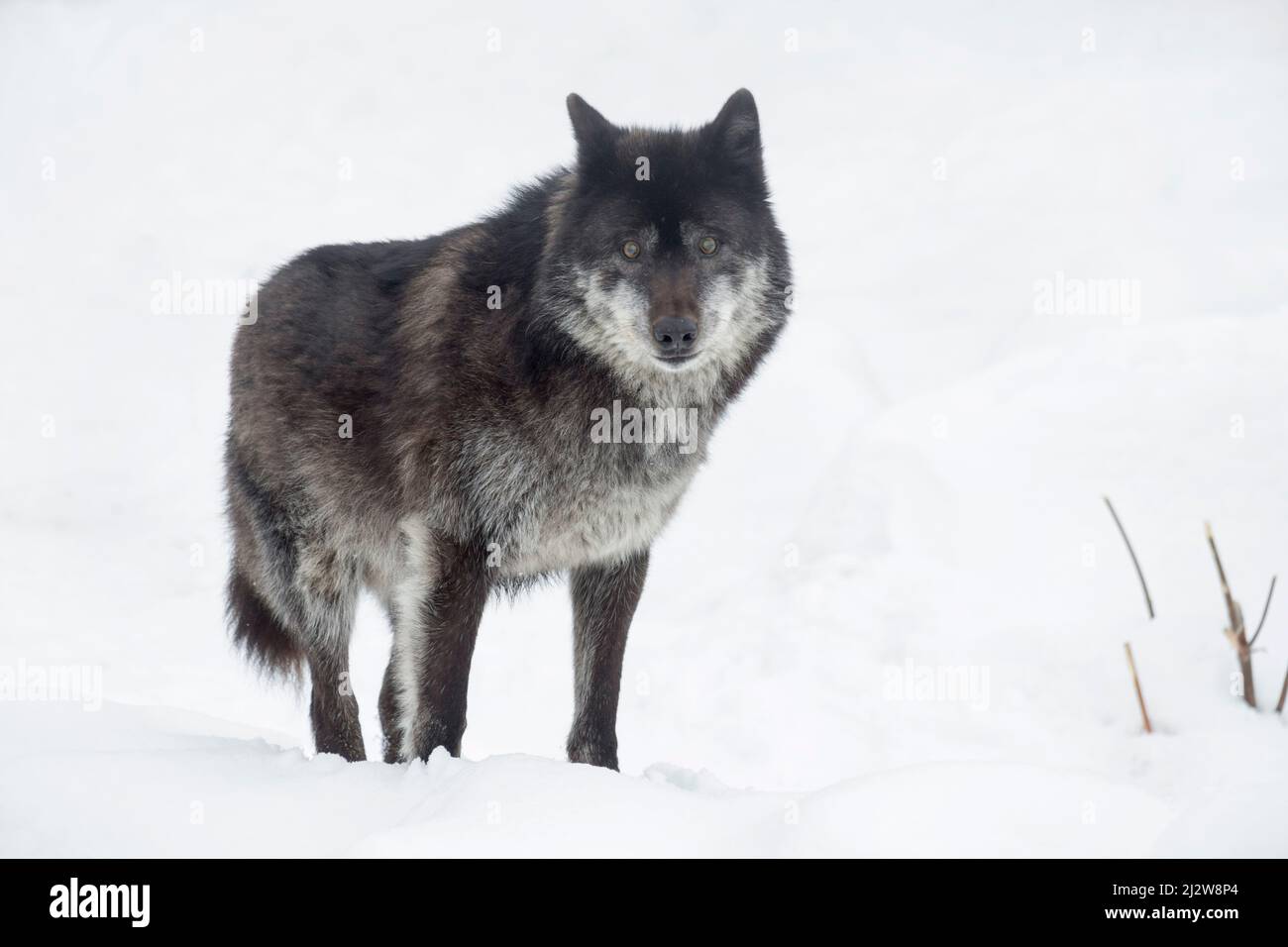 Le loup canadien noir sauvage regarde la caméra.Canis lupus pambasileus.Animaux dans la faune. Banque D'Images