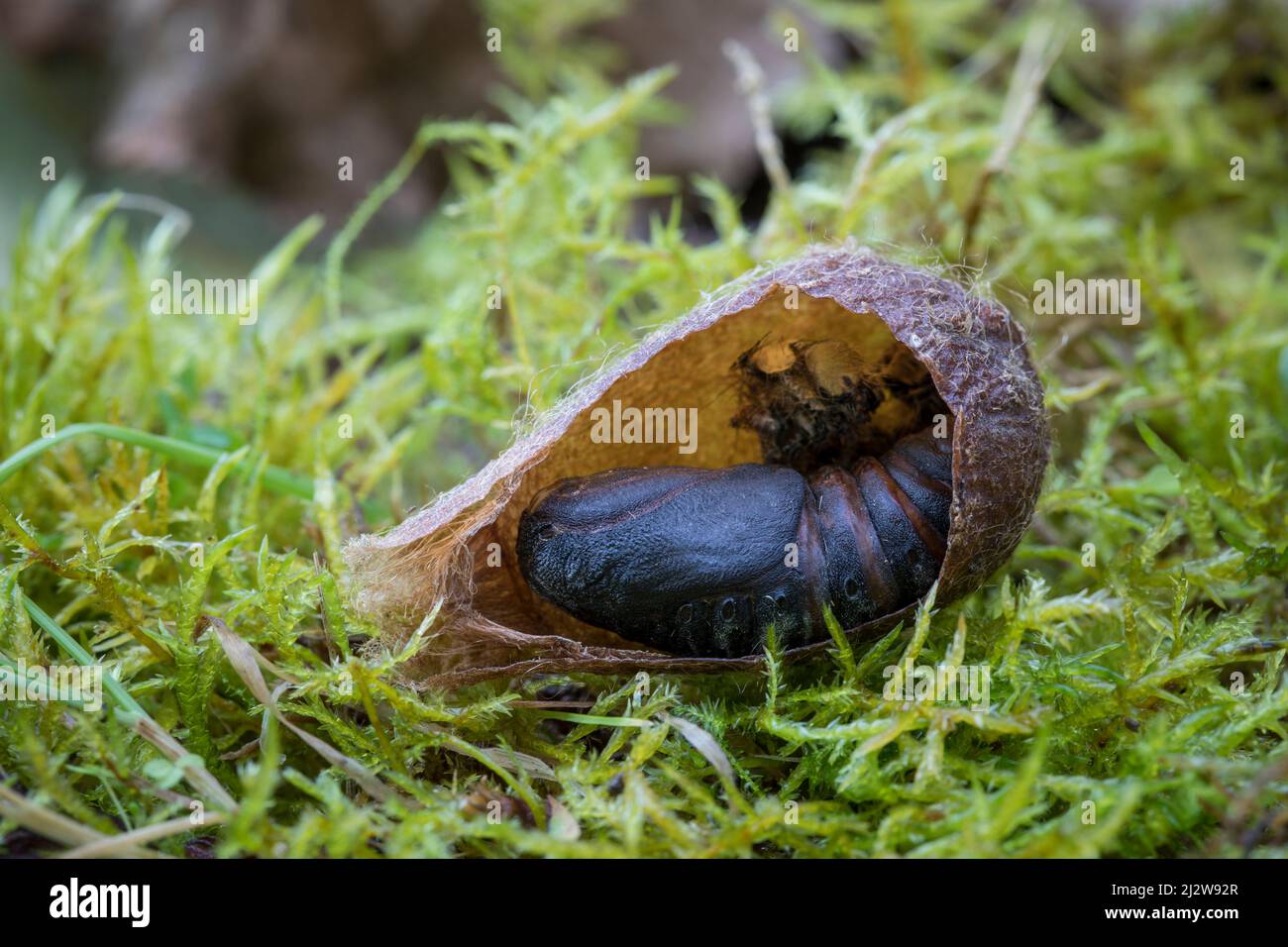 Kokon von Kleinen Nachtpfauenauge, Saturnia Pavonia, cocon de la petite papillon de l'empereur Banque D'Images