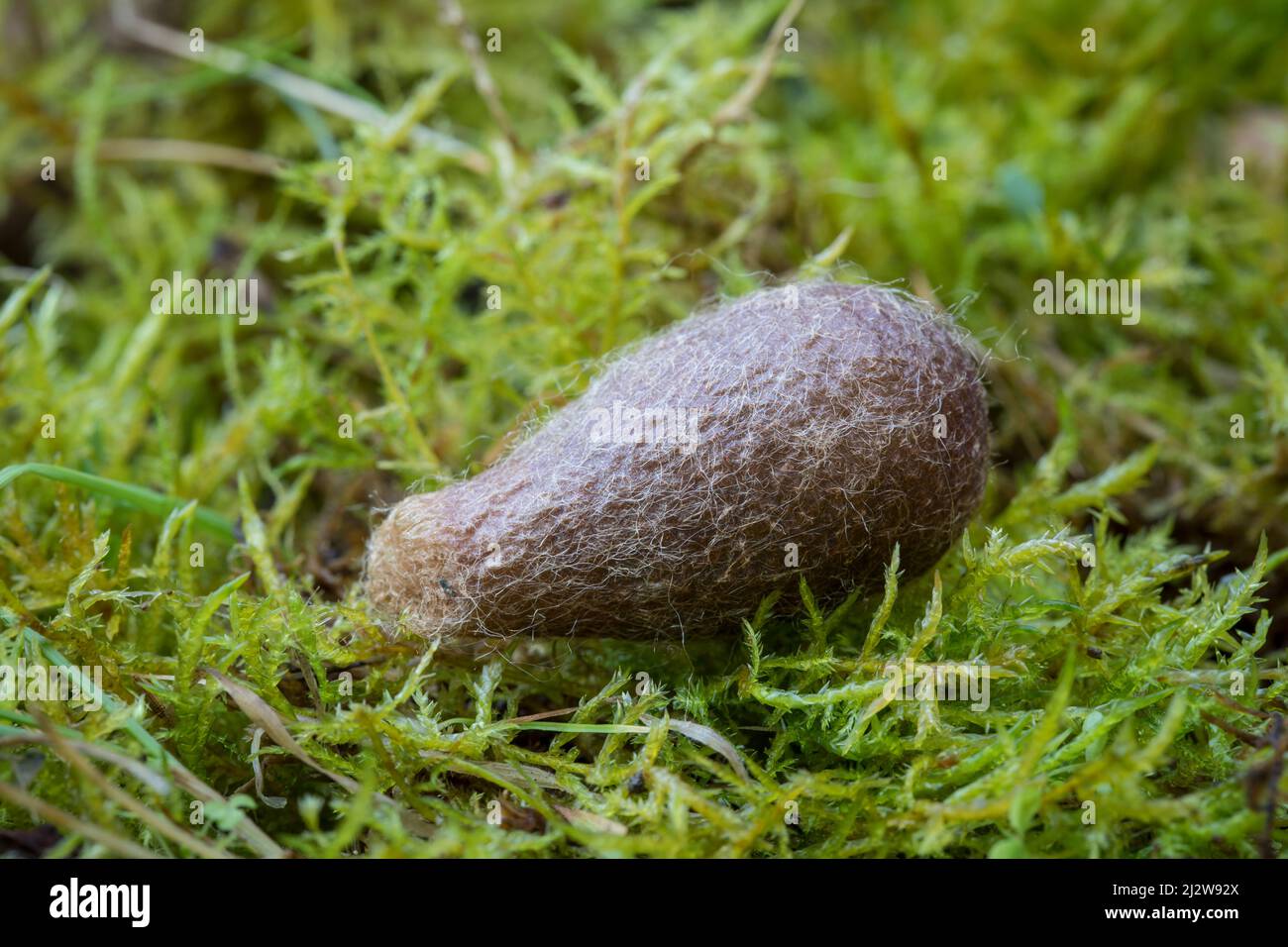 Kokon von Kleinen Nachtpfauenauge, Saturnia Pavonia, cocon de la petite papillon de l'empereur Banque D'Images