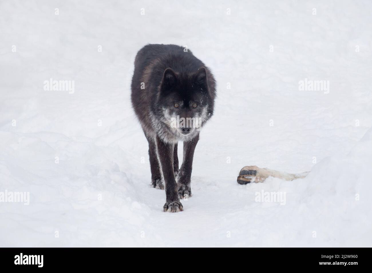 Le loup canadien noir en colère regarde la caméra. Canis lupus pambasileus. Animaux dans la faune. Banque D'Images