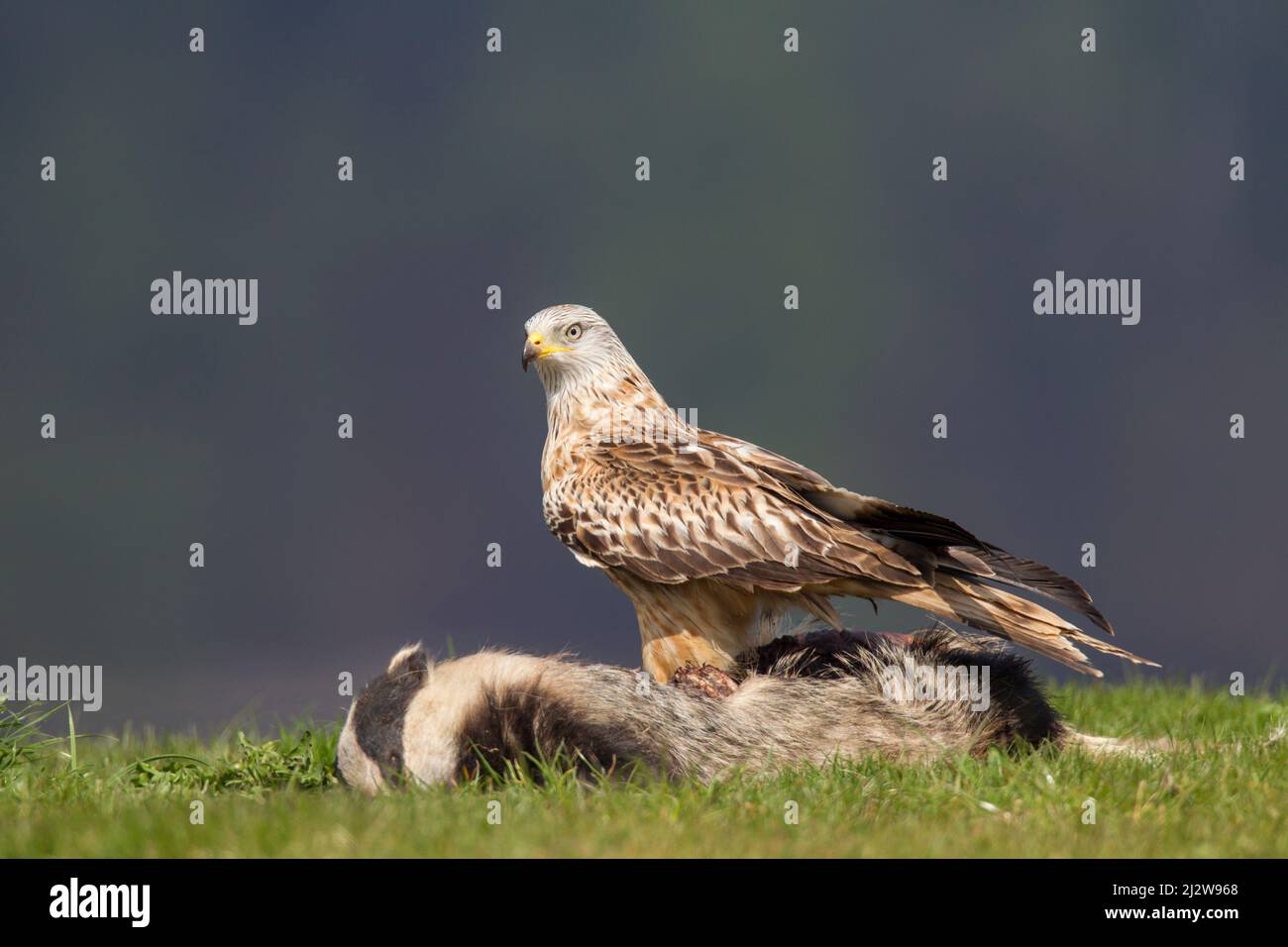 Rotmilan, cerf-volant rouge, Milvus milvus Banque D'Images