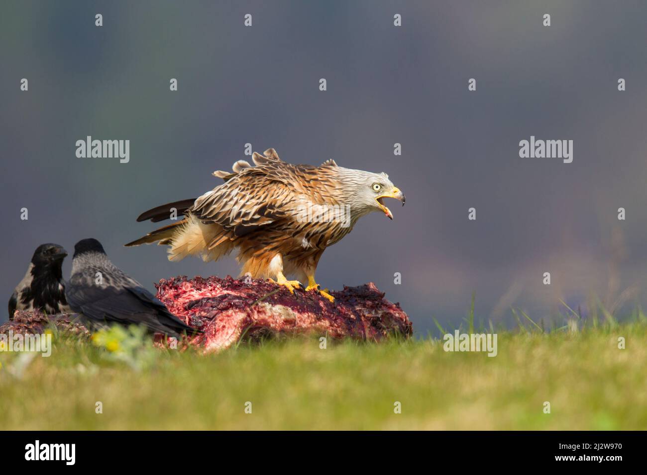 Rotmilan, cerf-volant rouge, Milvus milvus Banque D'Images