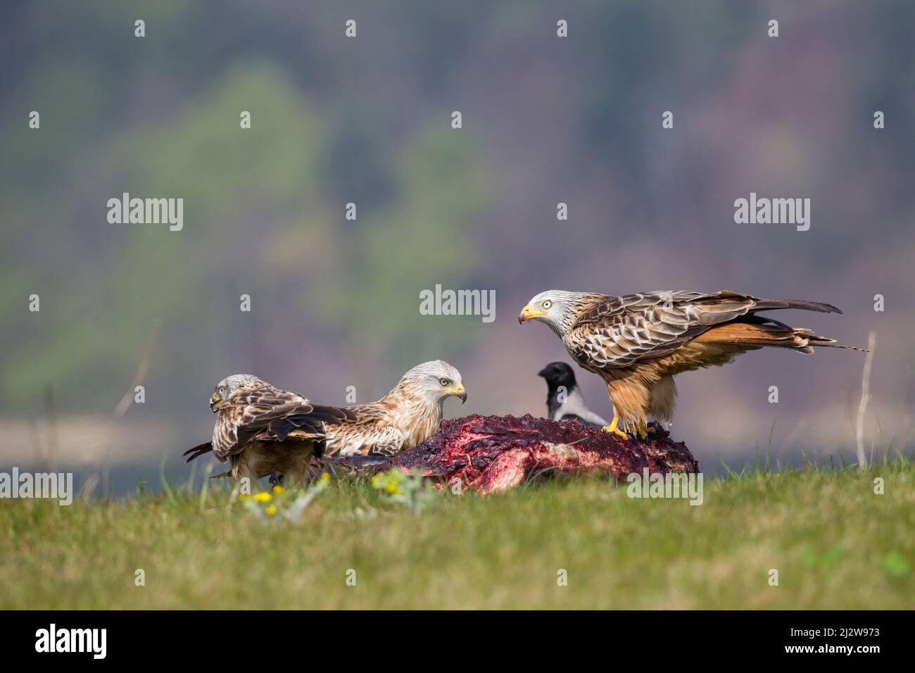 Rotmilan, cerf-volant rouge, Milvus milvus Banque D'Images