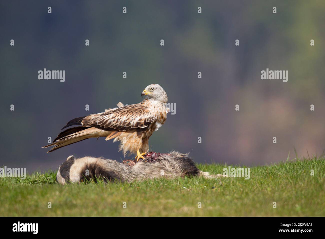 Rotmilan, cerf-volant rouge, Milvus milvus Banque D'Images