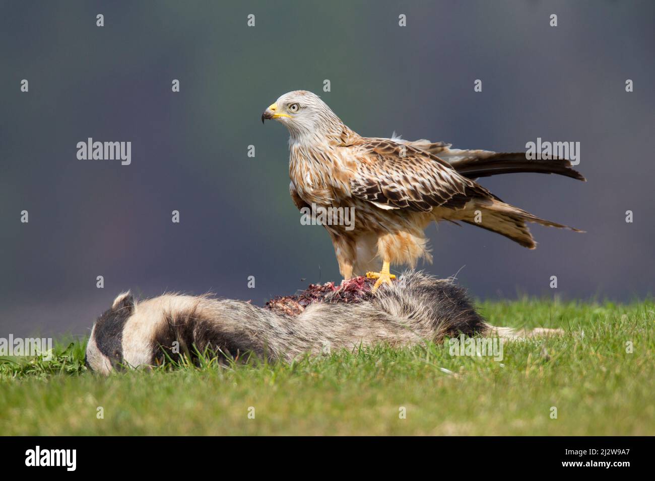 Rotmilan, cerf-volant rouge, Milvus milvus Banque D'Images
