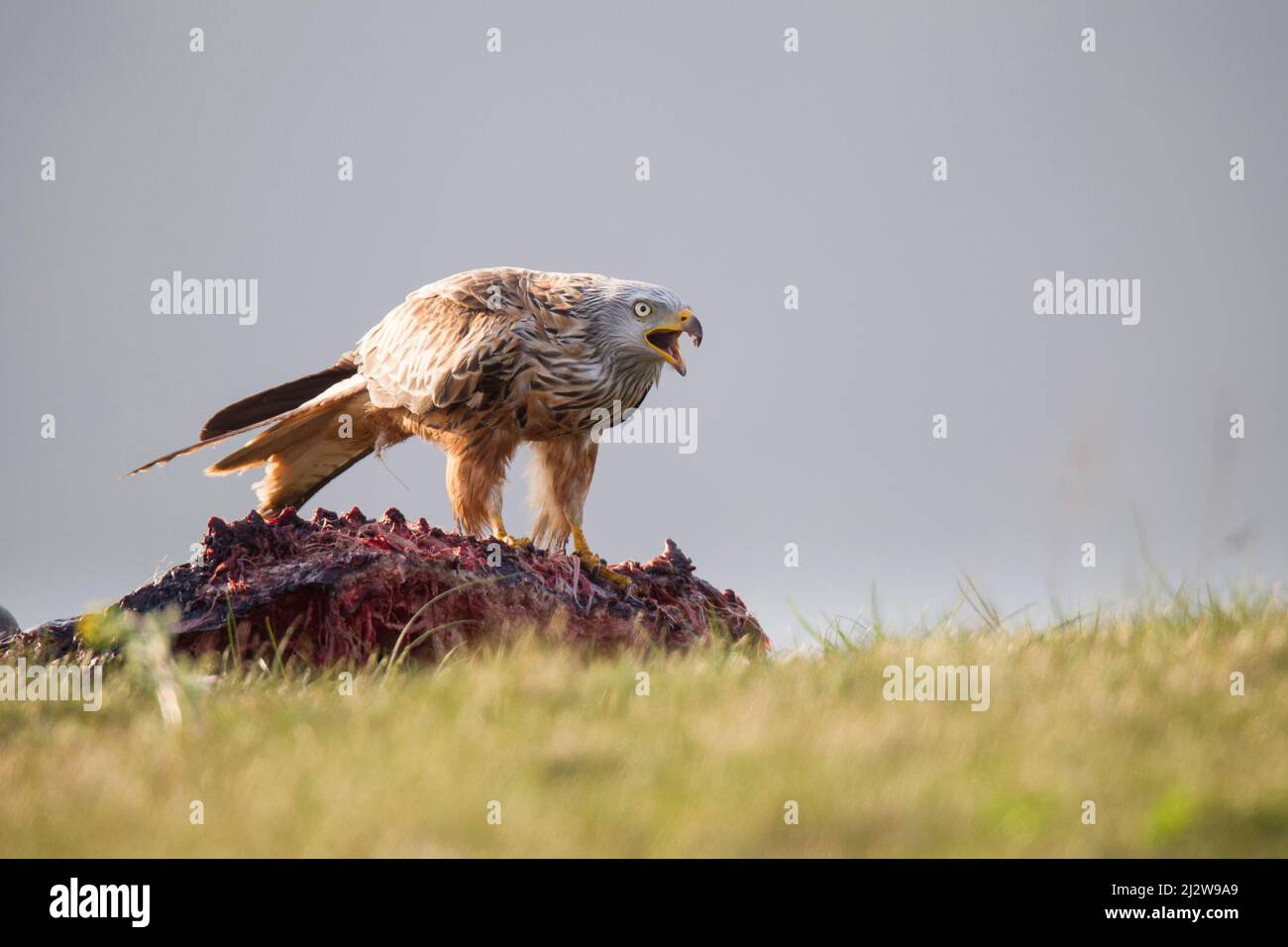 Rotmilan, cerf-volant rouge, Milvus milvus Banque D'Images