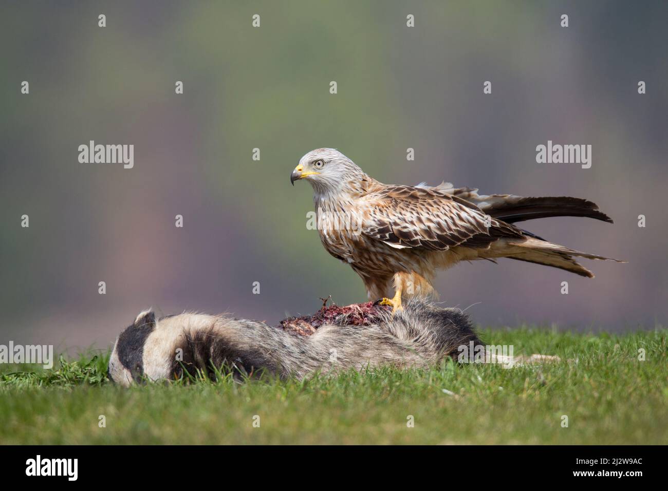 Rotmilan, cerf-volant rouge, Milvus milvus Banque D'Images