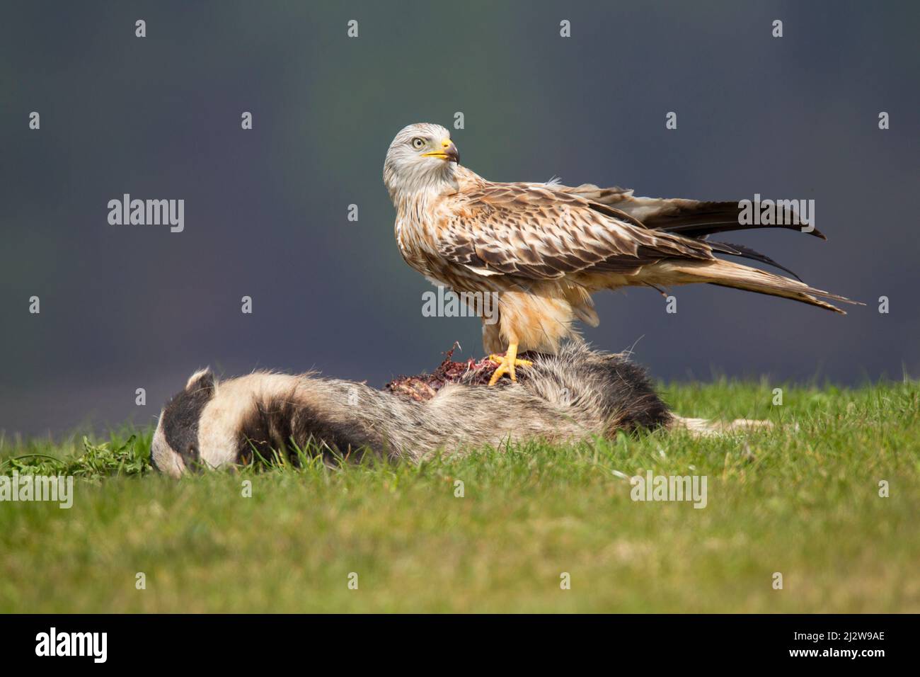 Rotmilan, cerf-volant rouge, Milvus milvus Banque D'Images