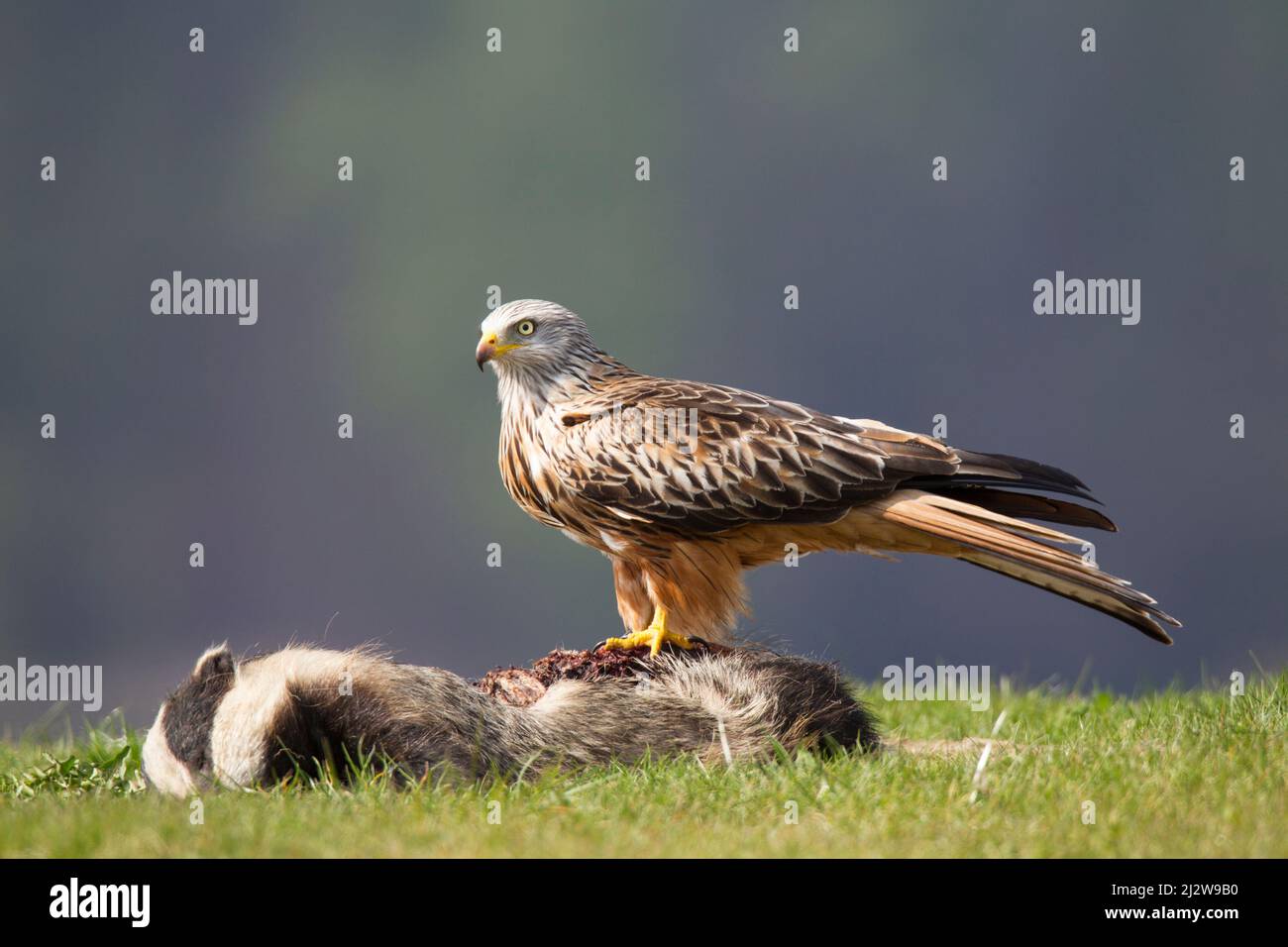 Rotmilan, cerf-volant rouge, Milvus milvus Banque D'Images