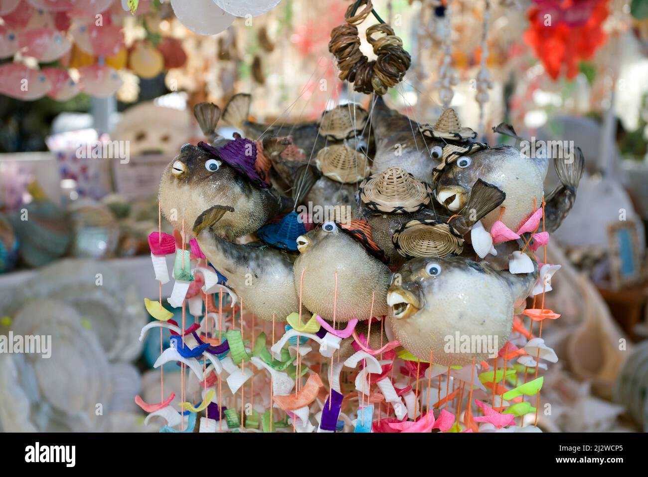 La boutique vend des porcupinefishesas morts pompés en souvenirs, Bodrum, Aegaeis, Turquie, mer Méditerranée Banque D'Images