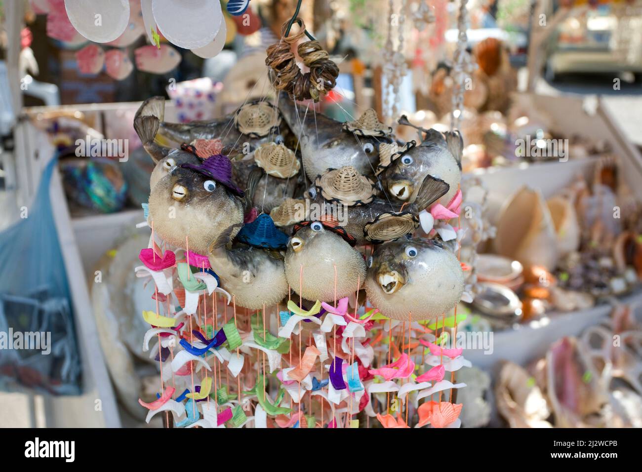 La boutique vend des porcupinefishesas morts pompés en souvenirs, Bodrum, Aegaeis, Turquie, mer Méditerranée Banque D'Images