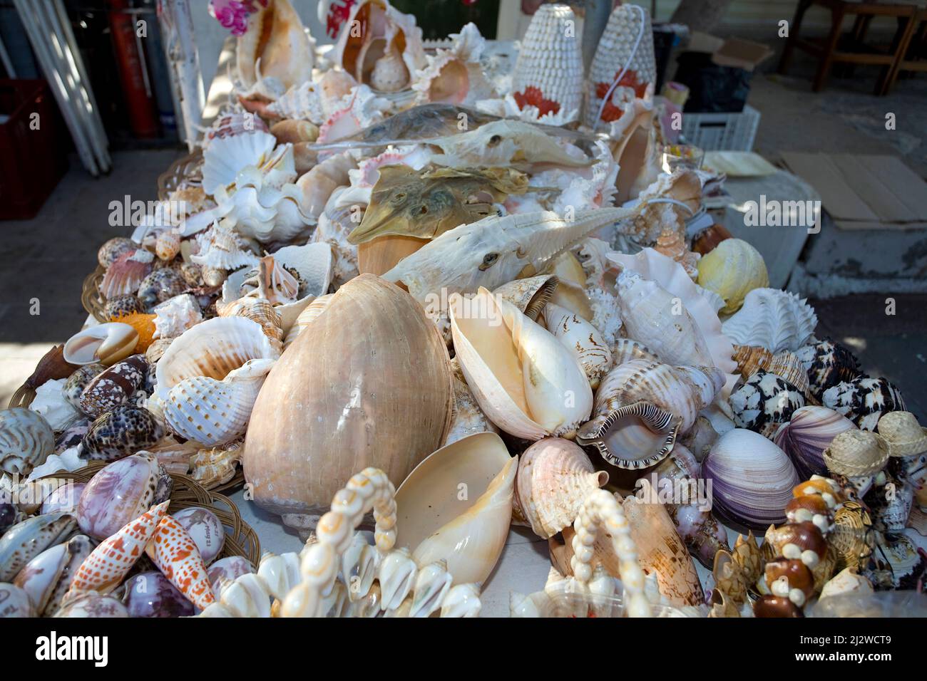 La boutique vend des animaux marins morts et des coquillages comme souvenirs, Bodrum, Aegaeis, Turquie, mer Méditerranée Banque D'Images