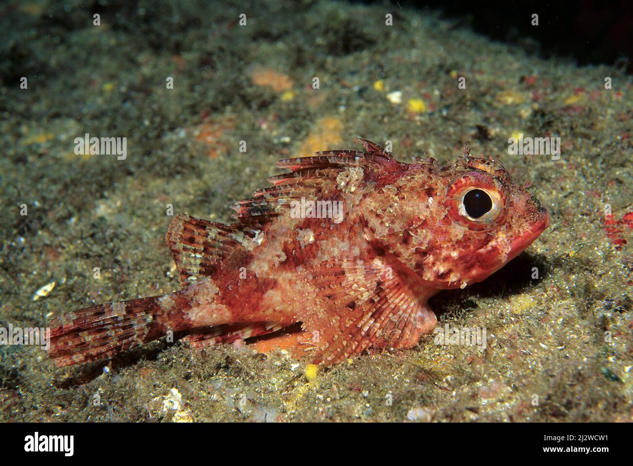 Petit Scorpion rouge (Scorpaena notata), toxique, Kas, Lykia, Turquie, Mer Méditerranée Banque D'Images