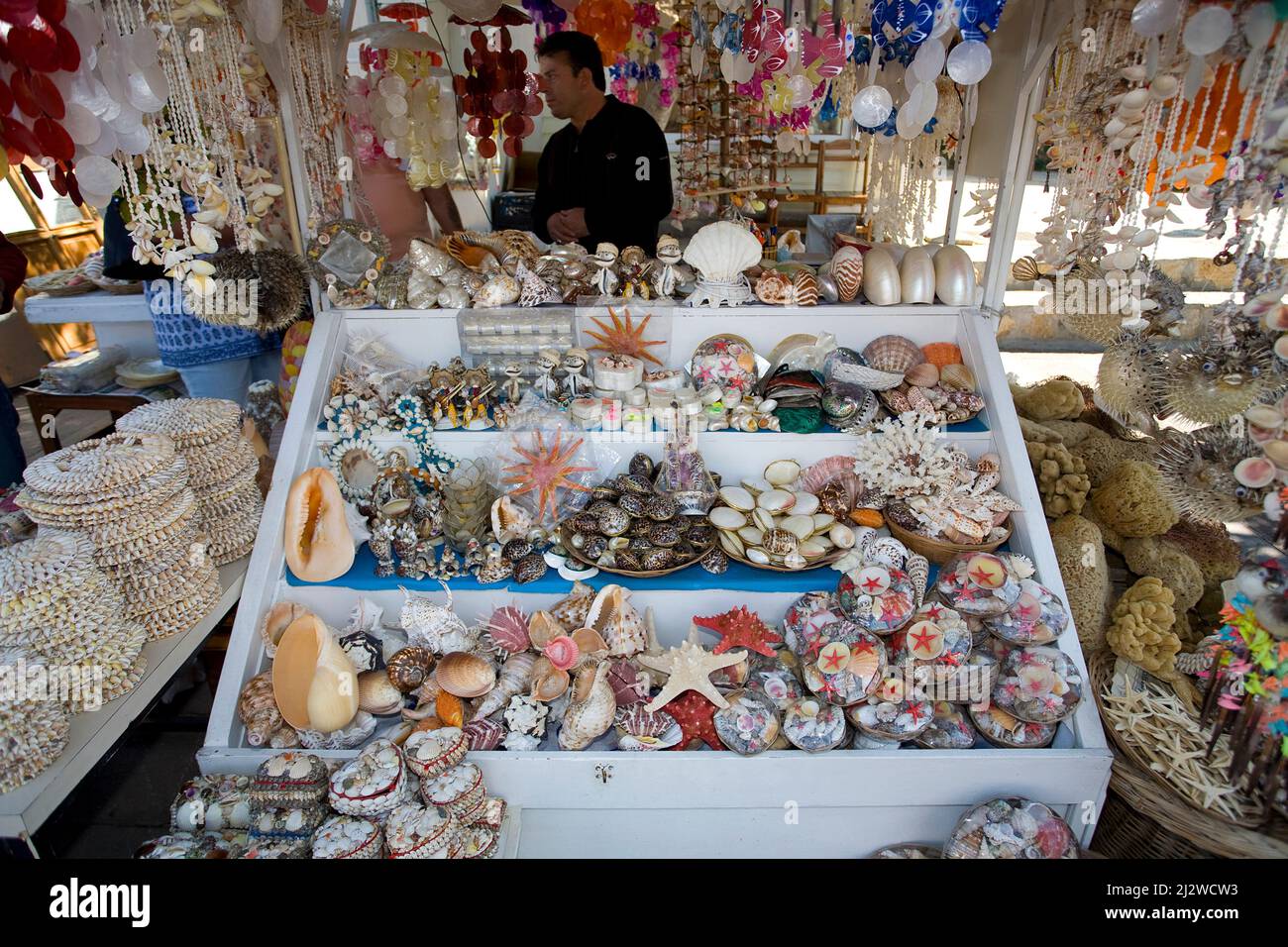 La boutique vend des animaux marins morts et des coquillages comme souvenirs, Bodrum, Aegaeis, Turquie, mer Méditerranée Banque D'Images