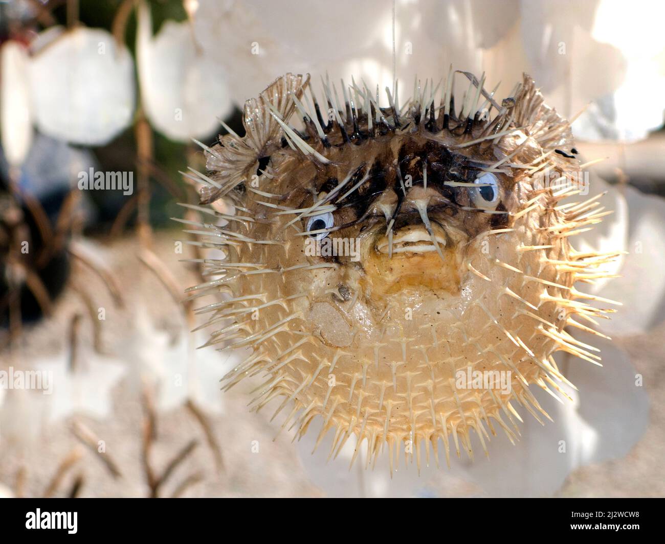 La boutique vend des porcupinefishesas morts pompés en souvenirs, Bodrum, Aegaeis, Turquie, mer Méditerranée Banque D'Images
