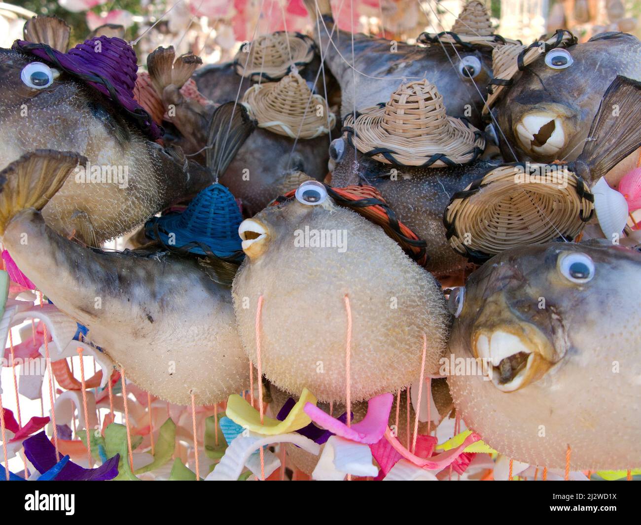 La boutique vend des porcupinefishesas morts pompés en souvenirs, Bodrum, Aegaeis, Turquie, mer Méditerranée Banque D'Images