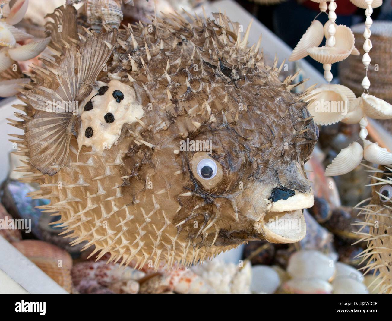 La boutique vend des porcupinefishesas morts pompés en souvenirs, Bodrum, Aegaeis, Turquie, mer Méditerranée Banque D'Images
