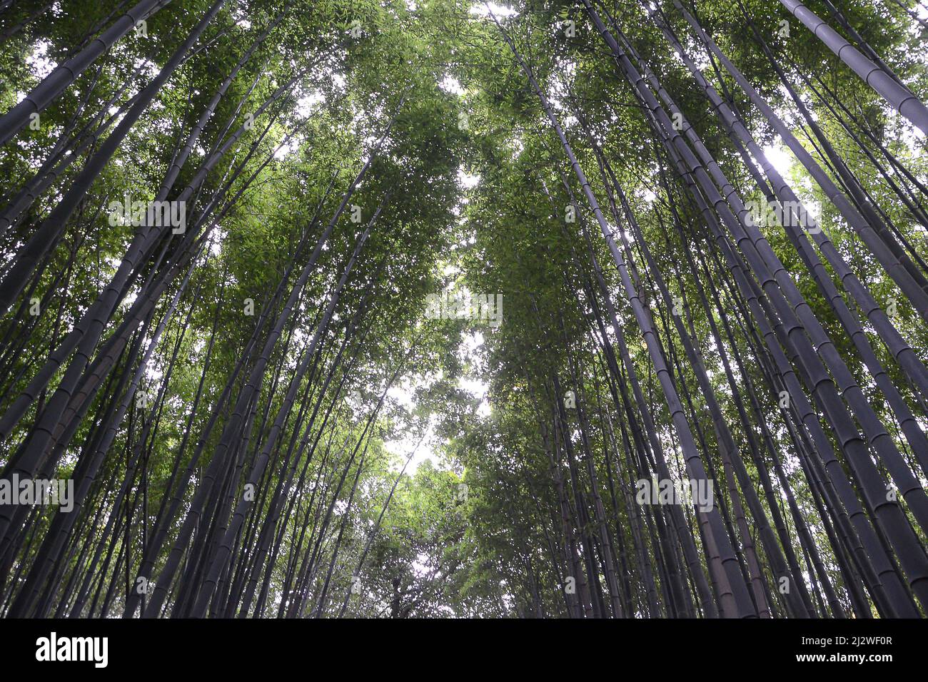 Vue au-dessus de la forêt de bambu à Kyoto, Japon. Vert et nature. Destination du voyage. Banque D'Images