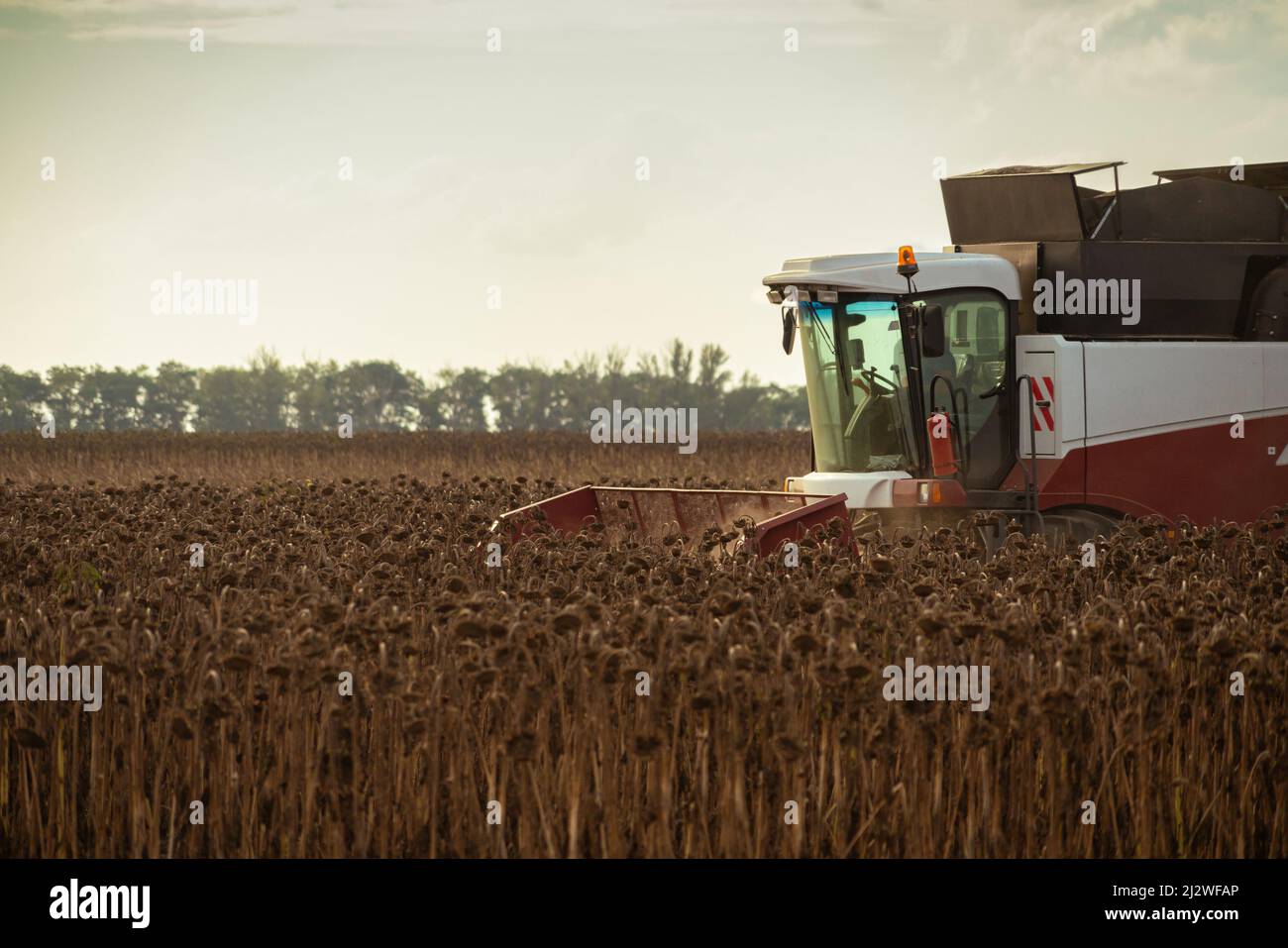 Moissonneuse-batteuse moissonnant du tournesol mûr Banque D'Images