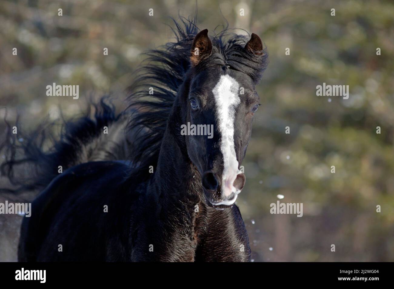 Magnifique Stallion noir d'Arabie galopant dans un pâturage d'hiver Banque D'Images