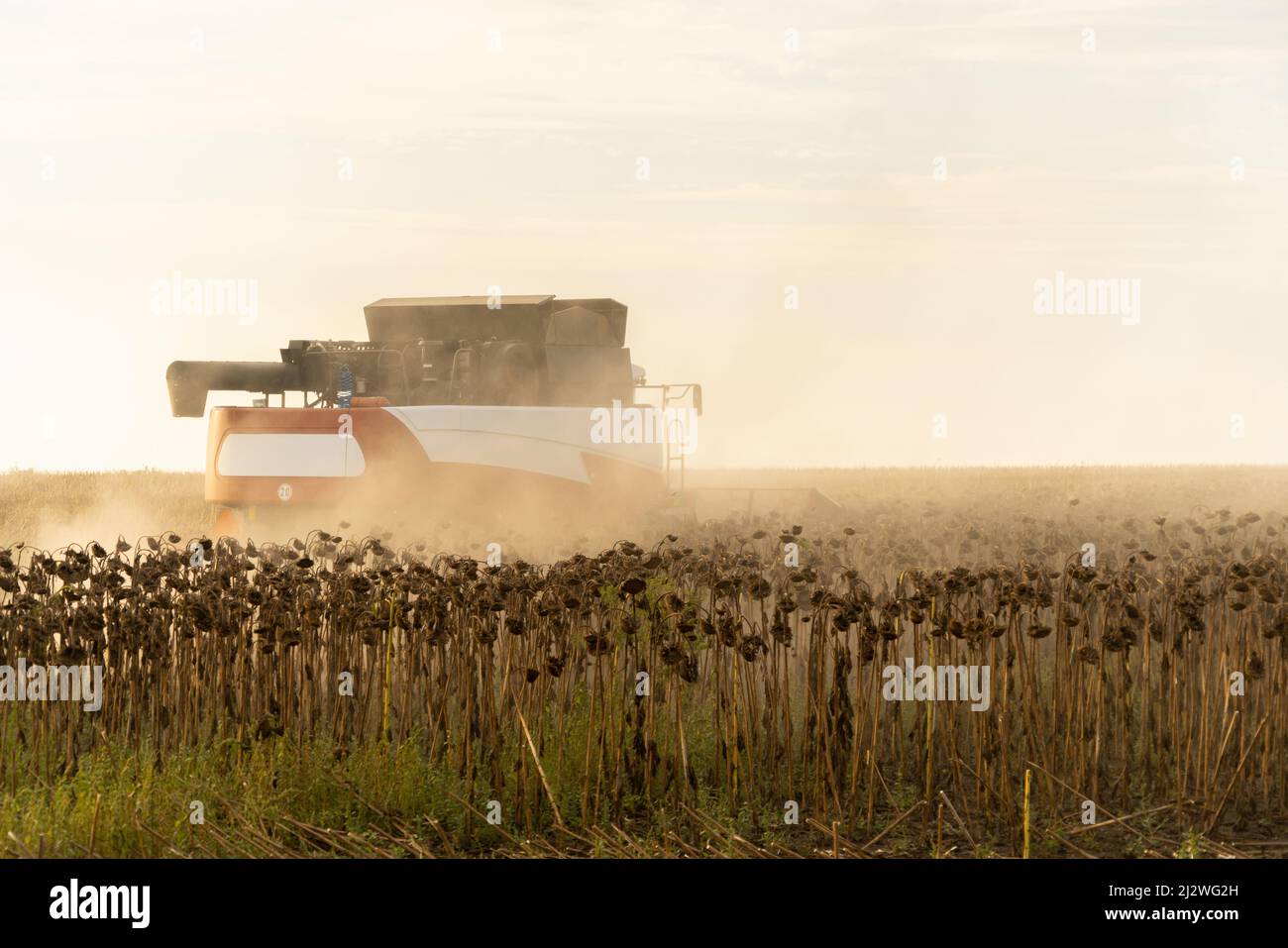 Moissonneuse-batteuse moissonnant du tournesol mûr Banque D'Images