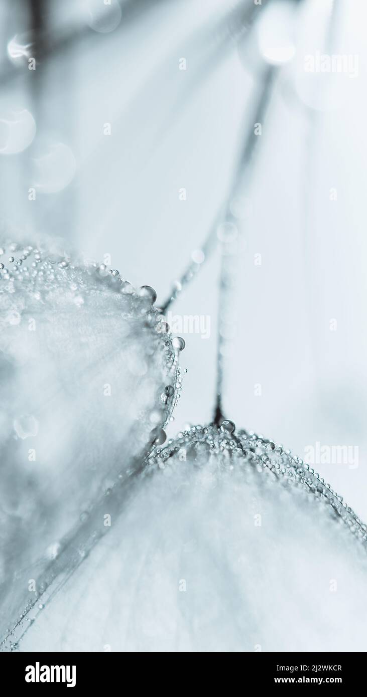 Nature macro. De belles gouttes de rosée sur les graines de pissenlit macro. Magnifique arrière-plan doux. Gouttes d'eau sur les parachutes pissenlit. Copier l'espace. Mise au point souple sur W Banque D'Images