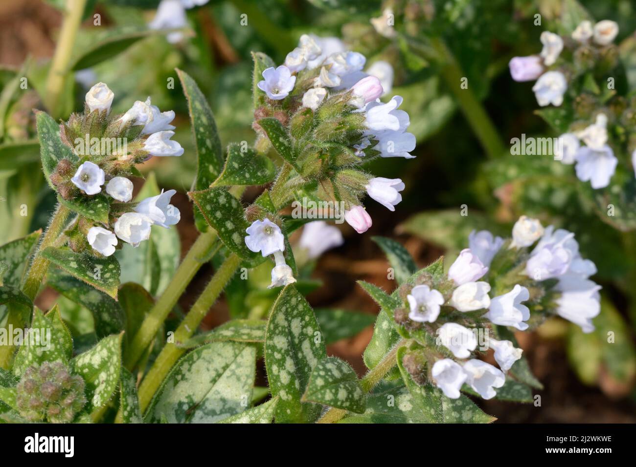 Fleurs bleu pâle de Pulmonaria Opal Ocupul Lugnwort Banque D'Images