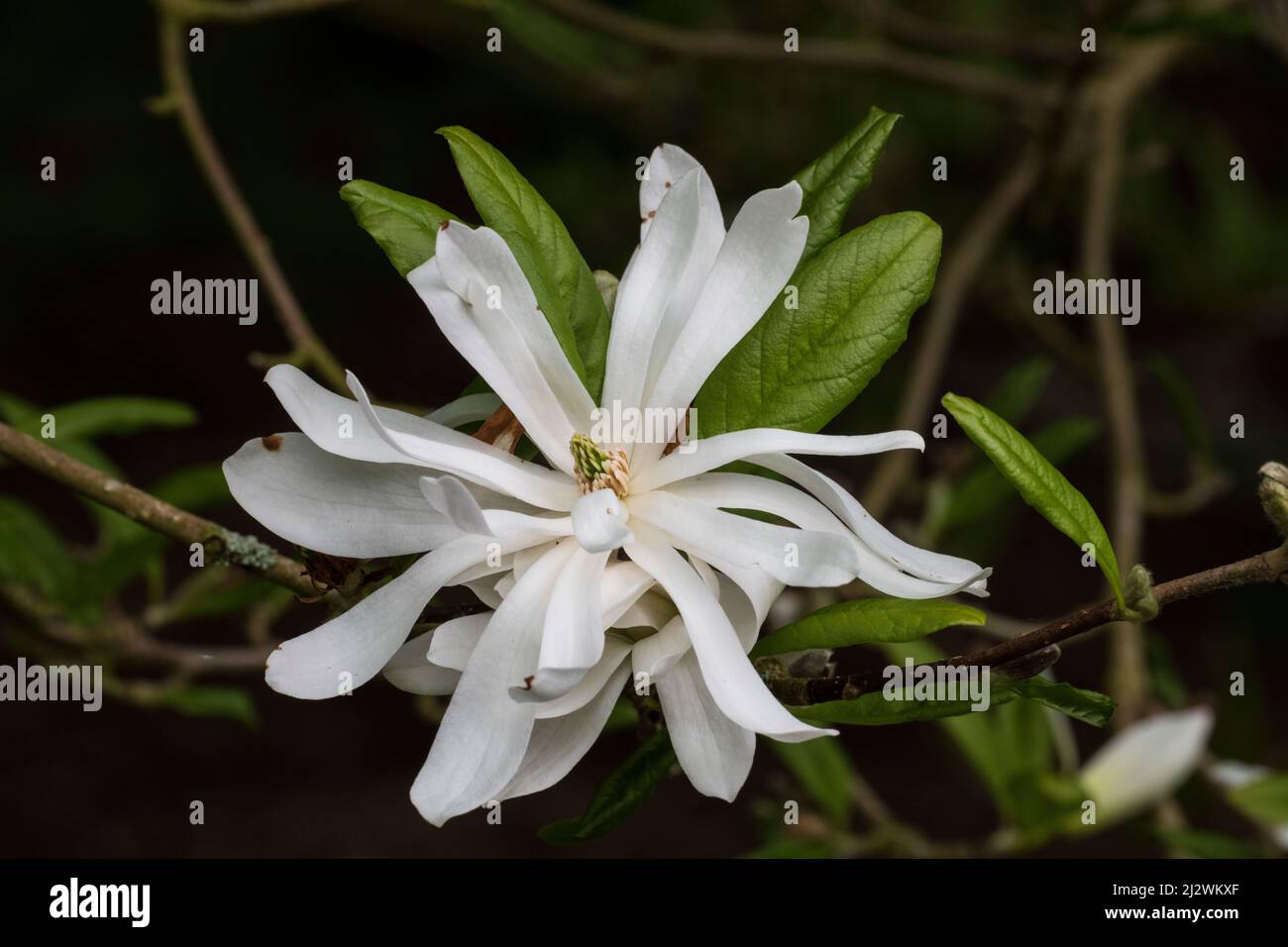 Star Magnolia (Magnolia stellata 'argent en cémenté'), fleurs Banque D'Images