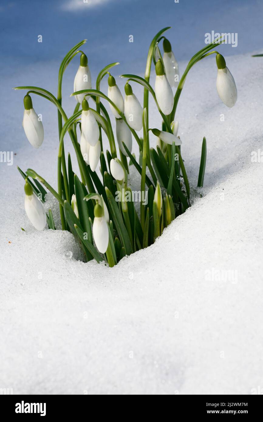 Gouttes de neige (Galanthus nivalis) dans la neige Banque D'Images
